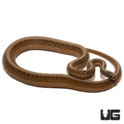 Dekay Snake For Sale - Underground reptiles