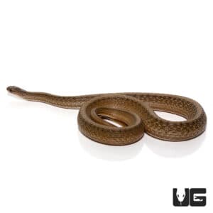 Dekay Snake For Sale - Underground reptiles