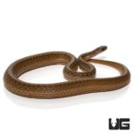 Dekay Snake For Sale - Underground reptiles
