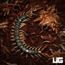 Eastern Bark Centipede For Sale - Underground Reptiles