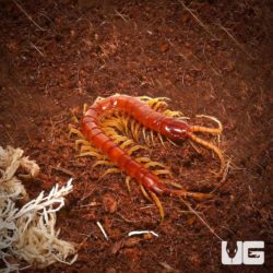 Eastern Red Centipede For Sale - Underground Reptiles
