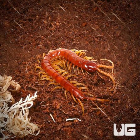 Eastern Red Centipede For Sale - Underground Reptiles