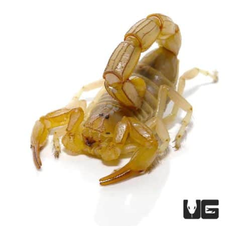 Egyptian Yellow Fat Tail Scorpion For Sale - Underground Reptiles