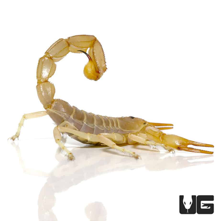 Egyptian Yellow Fat Tail Scorpion (Androctonus amoreuxi) For Sale ...