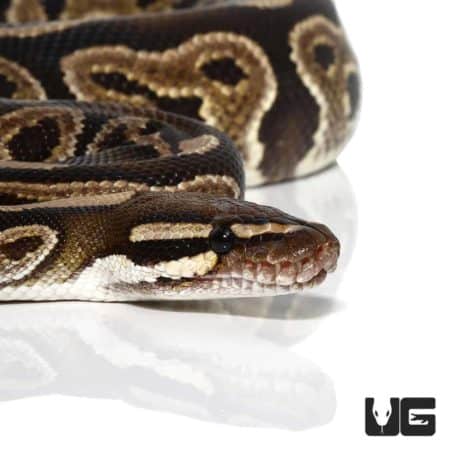 Female Cinnamon Ball Python For Sale - Underground Reptiles