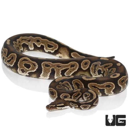 Female Cinnamon Ball Python For Sale - Underground Reptiles