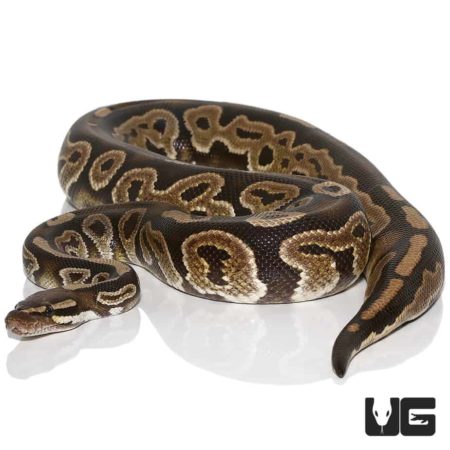 Adult male cinnamon ball python with distinctive pattern and coloration.