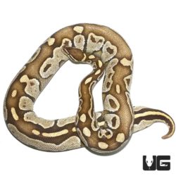 Female Mojave Ball Python For Sale - Underground Reptiles