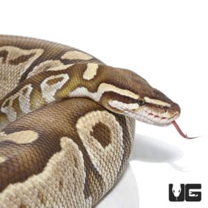 Ball Pythons For Sale - Underground Reptiles