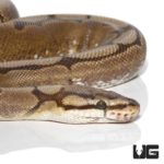 Female Spider Ball Python For Sale - Underground Reptiles