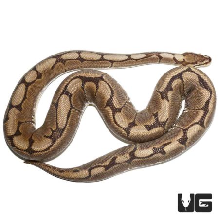 Adult female Spider Ball Python, showcasing its distinctive pattern and coloration.