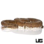 Female Spider Ball Python For Sale - Underground Reptiles