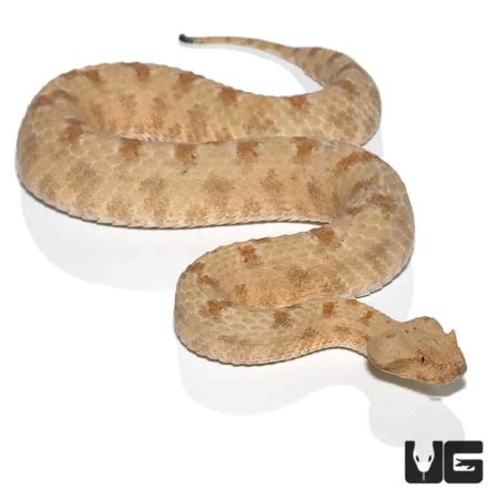 Field's Horn Viper For Sale - Underground Reptiles