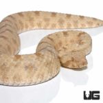 Field's Horn Viper For Sale - Underground Reptiles