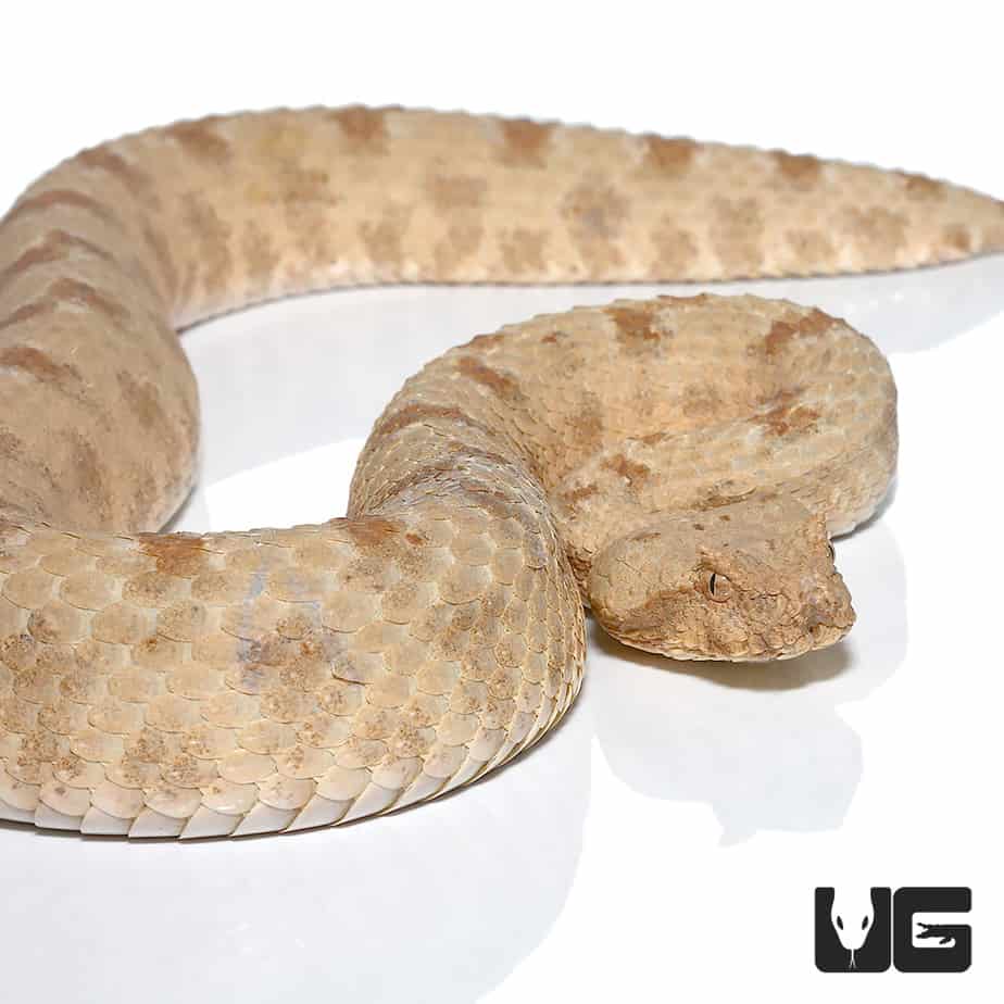 Field's Horn Viper (Pseudocerastes Fieldi) For Sale - Underground Reptiles