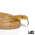 Florida City Yellow Ratsnakes for sale - Underground Reptiles