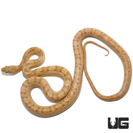 Florida City Yellow Ratsnakes for sale - Underground Reptiles