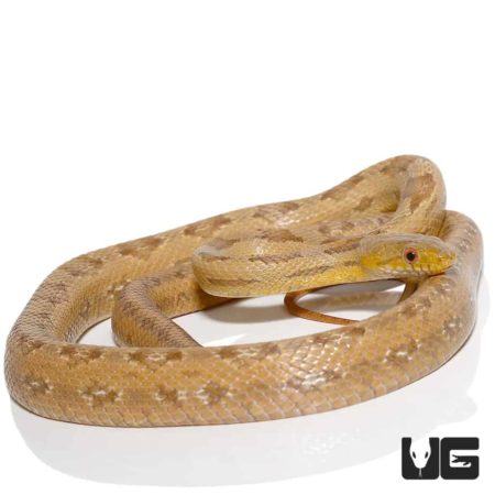 Florida City Yellow Ratsnakes for sale - Underground Reptiles