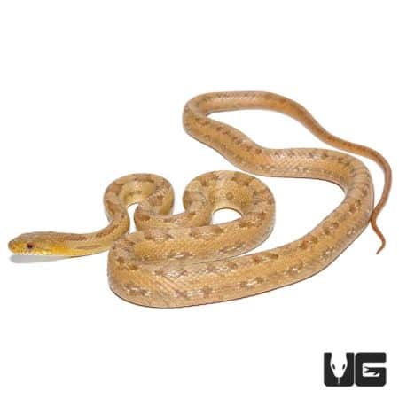 Florida City Yellow Ratsnakes for sale - Underground Reptiles