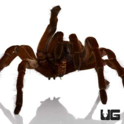 Goliath Birdeater Tarantulas For Sale - Underground Reptiles