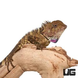 Great Anglehead Lizards For Sale - Underground Reptiles
