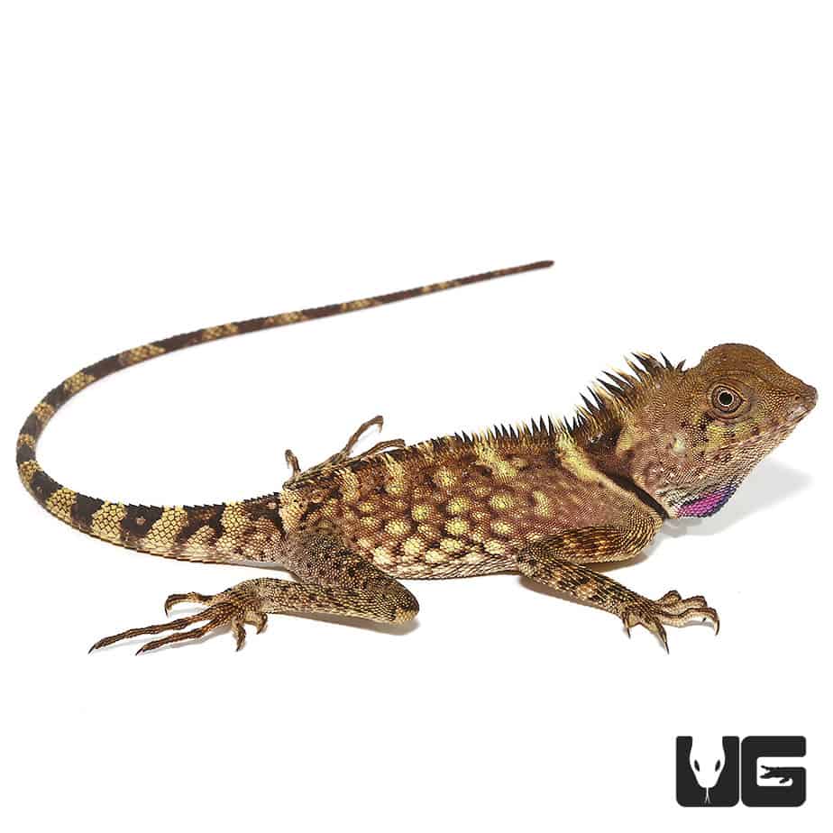 Great AngleHead Lizards (Gonocephalus grandis) For Sale Underground