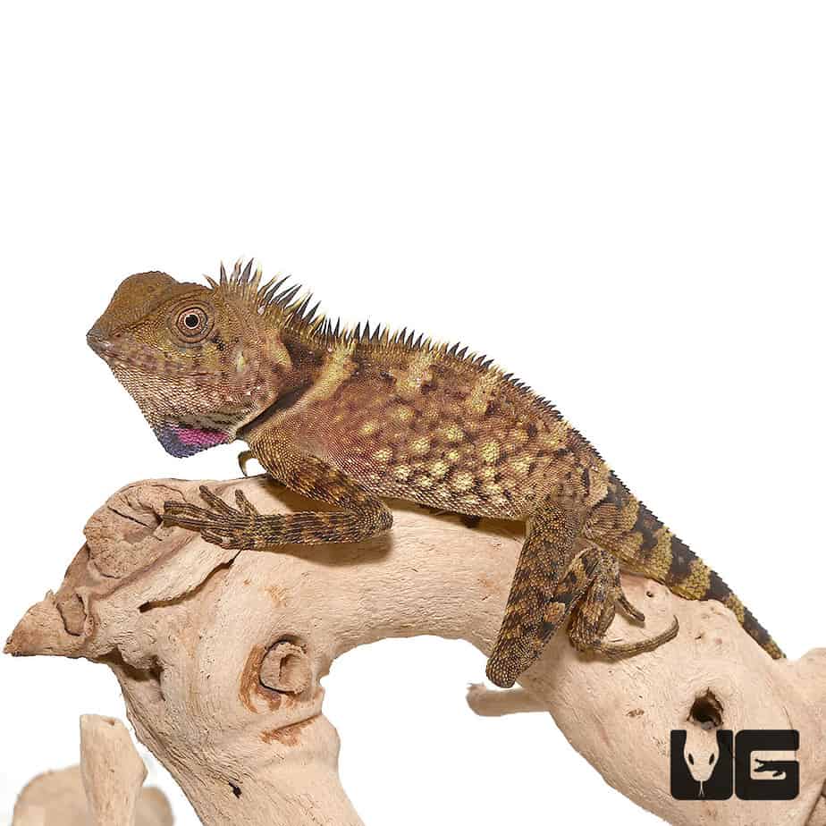 Great AngleHead Lizards Gonocephalus Grandis For Sale Underground 