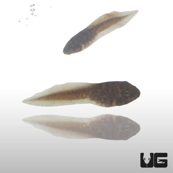 Bullfrog Tadpoles For Sale Underground Reptiles