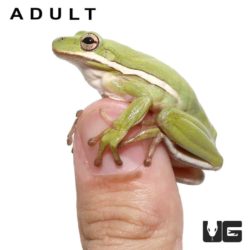 Green Tree Frog Tadpoles For Sale - Underground Reptiles
