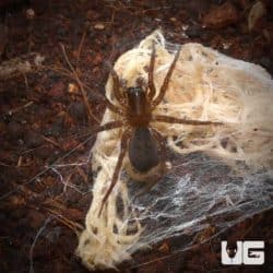 Hacklemesh Orb Weaver for sale - Underground Reptiles