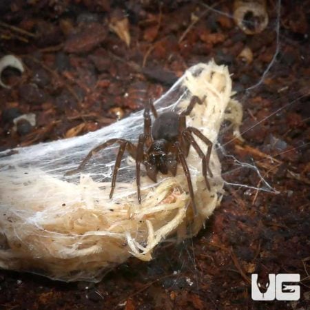 Orb Weaver spider with distinctive markings on its body.