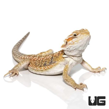 Hypo Blue Bar Dunner Bearded Dragon, vibrant and healthy reptile from Underground Reptiles.