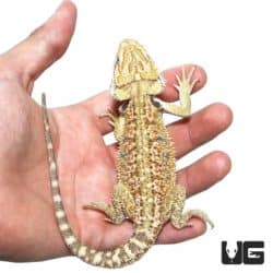 Hypo Blue Bar Dunner Bearded Dragons for sale - Underground Reptiles