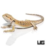Hypo Blue Bar Dunner Bearded Dragons for sale - Underground Reptiles