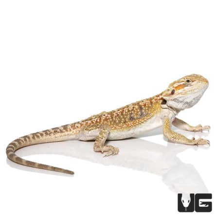 Hypo Blue Bar Dunner Bearded Dragon, vibrant reptile with unique coloration.