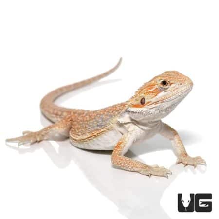 Hypo Inferno Blue Bar Dunner Bearded Dragons for sale - Underground Reptiles