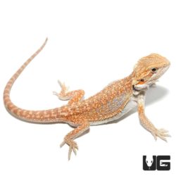 Hypo Inferno Blue Bar Dunner Bearded Dragons for sale - Underground Reptiles