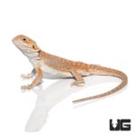 Hypo Inferno Blue Bar Dunner Bearded Dragons for sale - Underground Reptiles