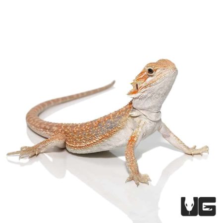 Hypo Inferno Blue Bar Dunner Bearded Dragons for sale - Underground Reptiles