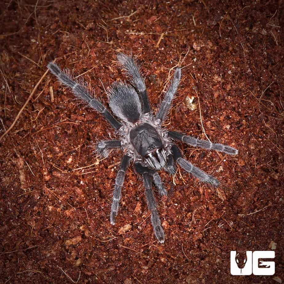 Indian Black Earth Tiger Tarantula (Lyrognathus crotalus) For Sale
