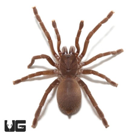 Indian Black Earth Tiger Tarantula (Lyrognathus crotalus) For Sale - Underground Reptiles