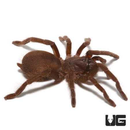 Indian Black Earth Tiger Tarantula (Lyrognathus crotalus) For Sale - Underground Reptiles