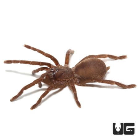 Indian Black Earth Tiger Tarantula (Lyrognathus crotalus) For Sale - Underground Reptiles