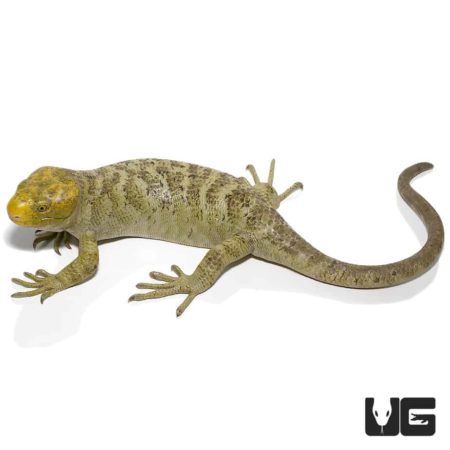 Keylime Monkey Tail Skink with vibrant green tail and patterned body.