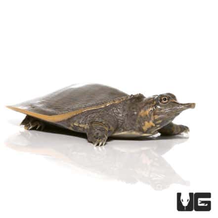 Baby Leopard Softshell Turtles (Apalone ferox X Spinifera) For Sale ...