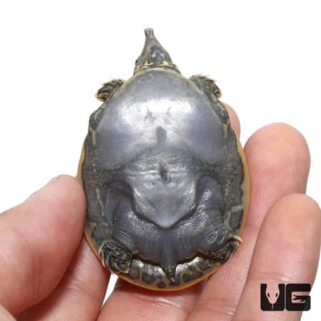 Baby Leopard Hybrid Softshell Turtle For Sale - Underground Reptiles