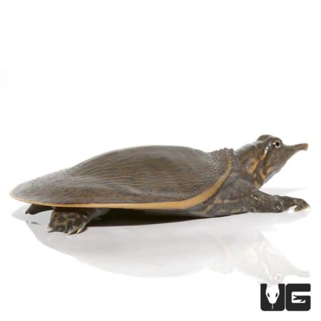 Leopard Hybrid Softshell Turtle, unique reptile for sale at Underground Reptiles.