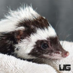 Libyan Striped Weasels For Sale - Underground Reptiles