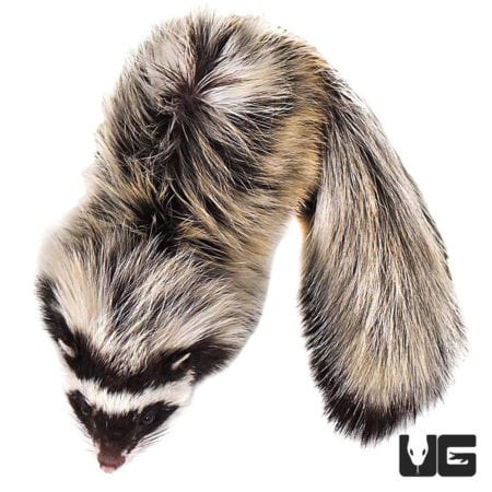 Libyan Striped Weasels For Sale - Underground Reptiles