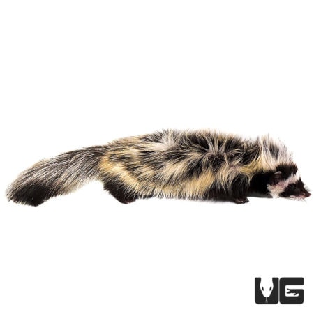 Libyan Striped Weasels For Sale - Underground Reptiles